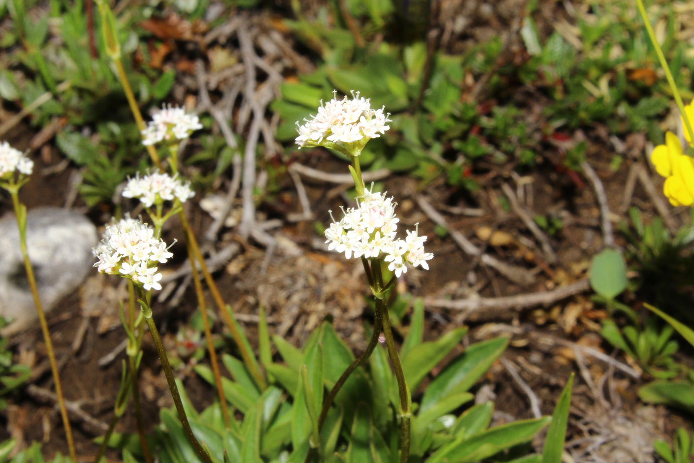 Valeriana saliunca / Valeriana saliunca